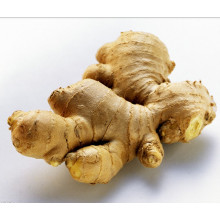 fresh ginger/market prices for ginger/dried ginger bulk fresh ginger